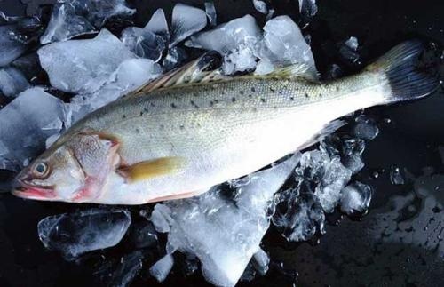 外來鱸魚泛濫將成災(zāi)？液氮速凍的鱸魚好不好？