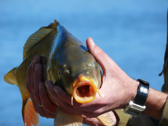 8000年前古人就在養(yǎng)殖鯉魚啦！液氮速凍鯉魚是現(xiàn)代鯉魚養(yǎng)殖